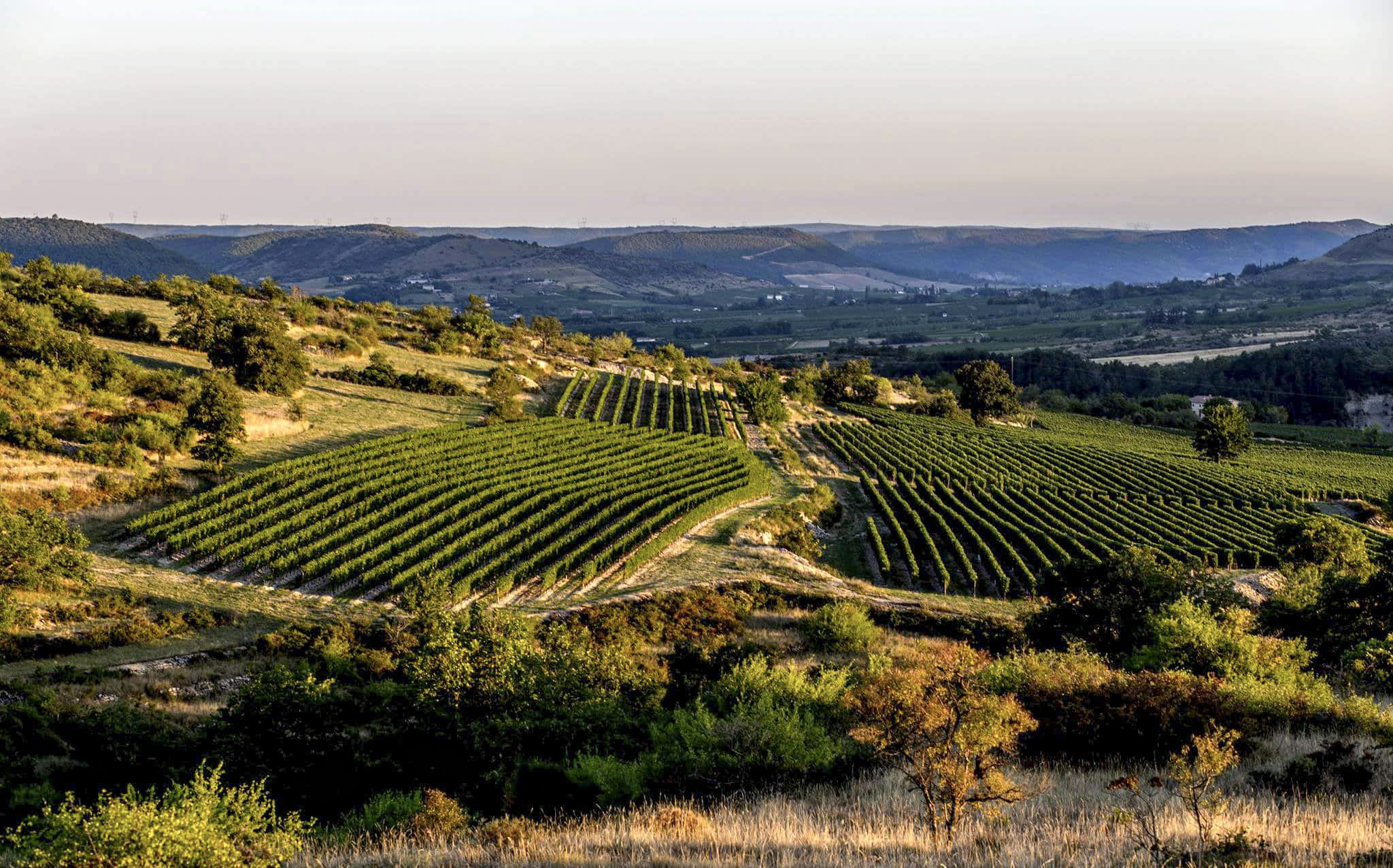 Vineyards — The Territory of Mas de Louise
